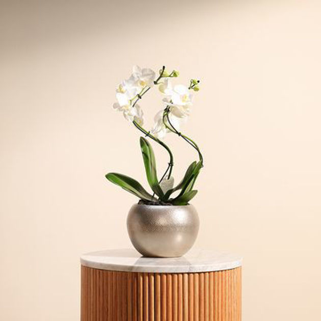 Picture of Charming wavy orchid plant