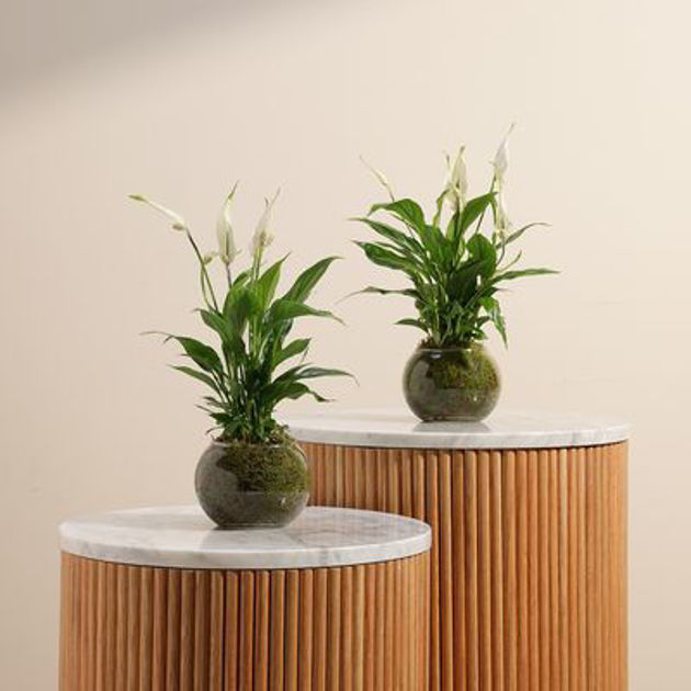 Picture of Spatheflium Twins | Round vase