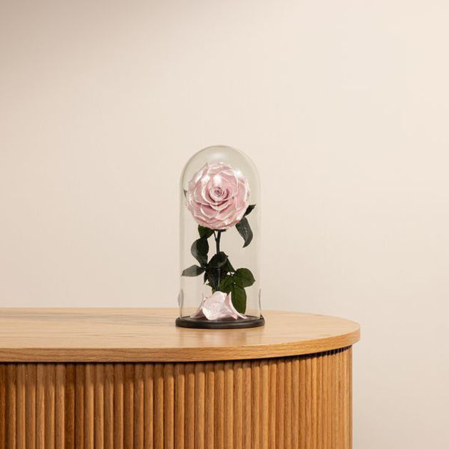 Picture of Perpetual Pink Roses | Glass dome